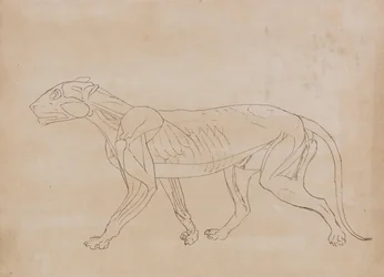 Vergleichende anatomische Darstellung der Struktur des menschlichen Körpers mit der eines Tigers und eines Co...